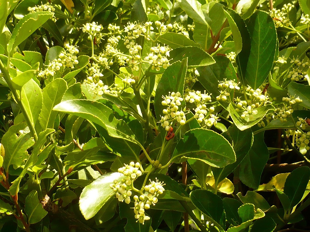 Euonymus japonicus (Celastraceae)